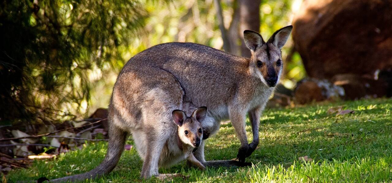 AUD/USD: aussie on fire